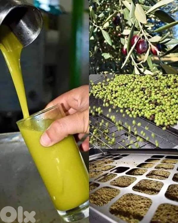 Olive oil premium pure 100% . . . %زيت زيتون أصلي ١٠٠ 1