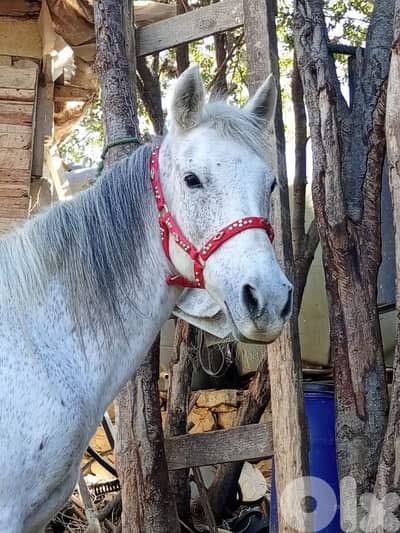 فرس بلا وراق