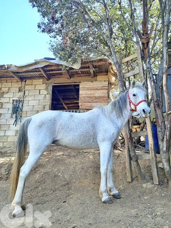 فرس بلا وراق 1