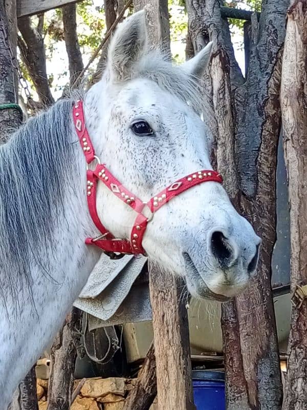 فرس بلا وراق 2