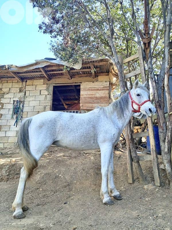 فرس بلا وراق 3