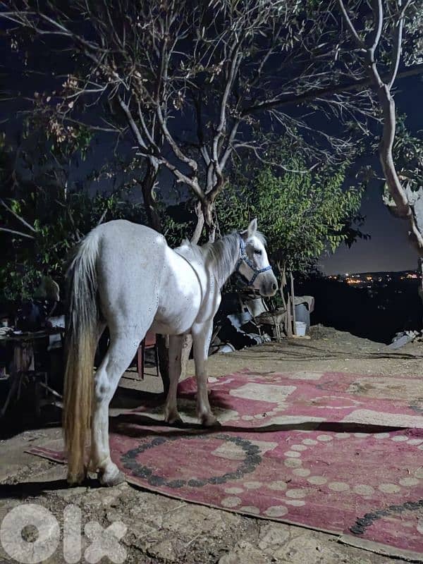 فرس بلا وراق 4