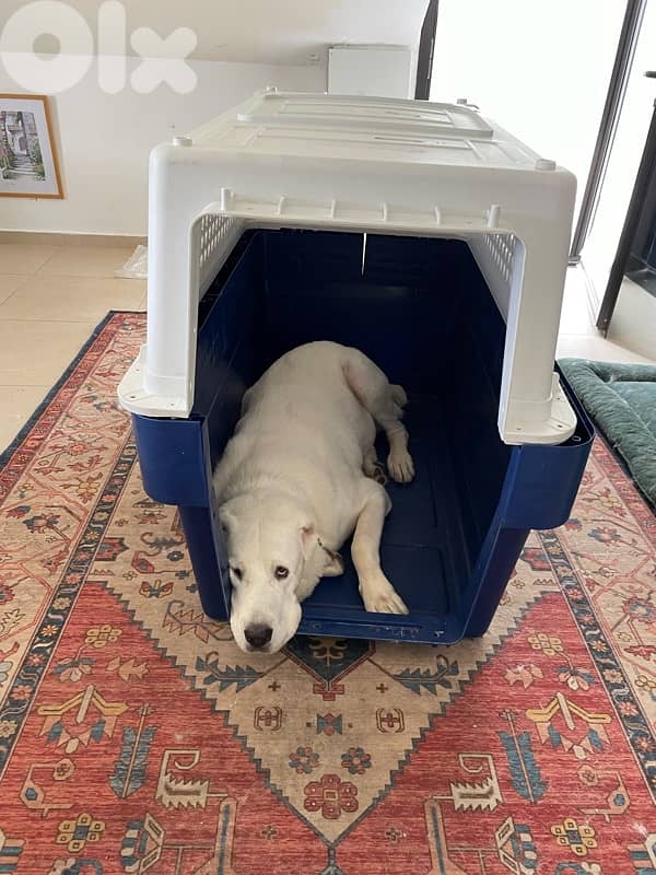 Biggest IATA approved crate ever 9