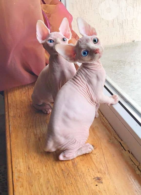 Sphynx Kittens Now in Store/ cat قطط 0