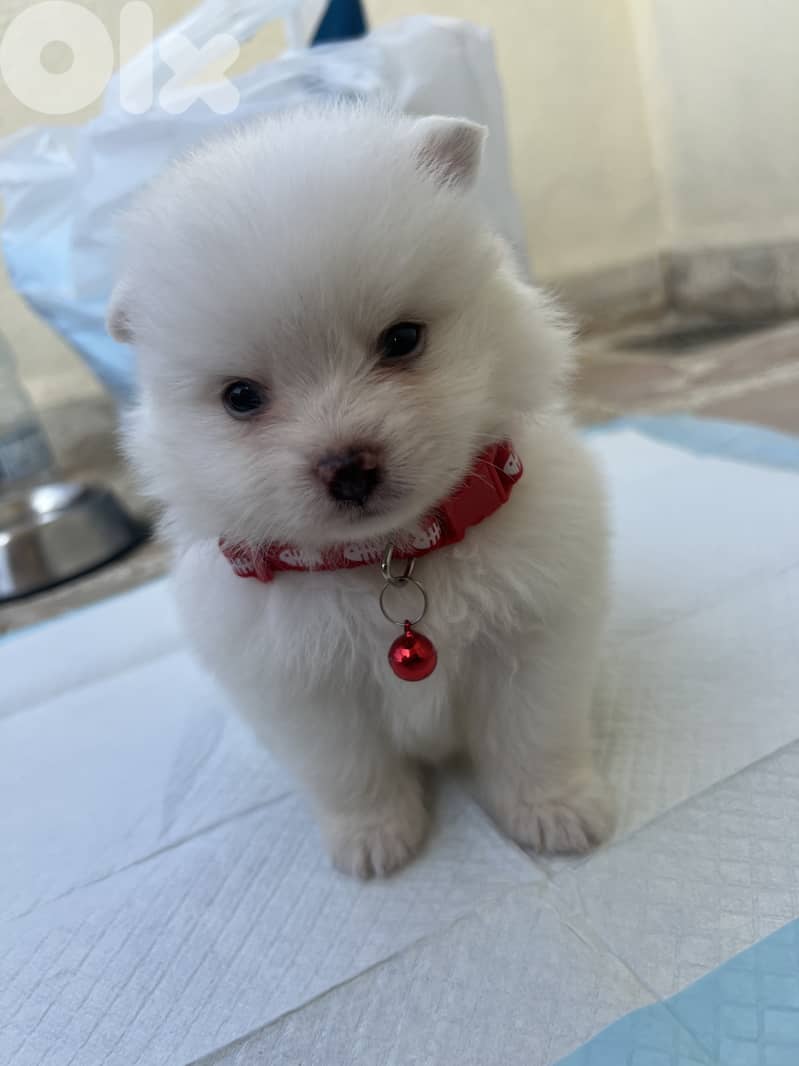 Pomeranian puppy 3 months vaccinated 0