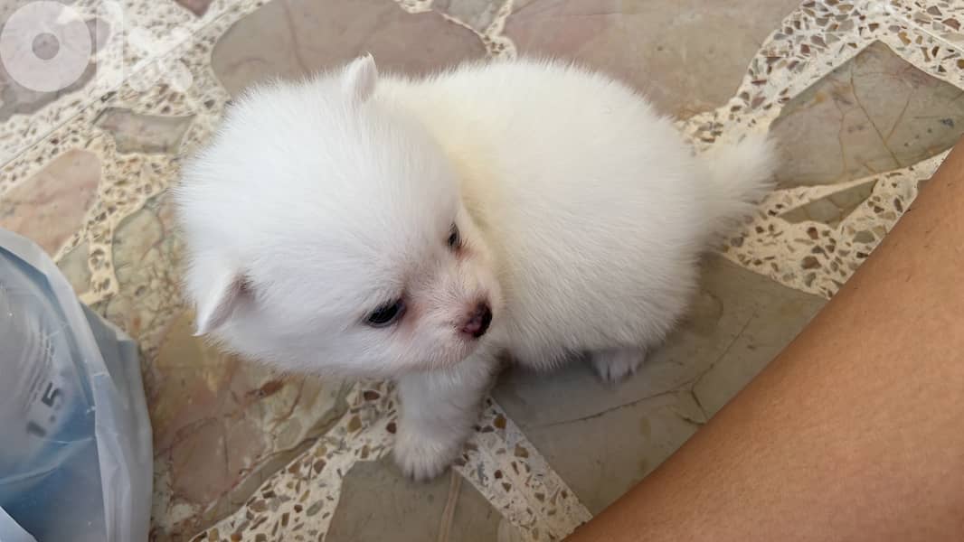 Pomeranian puppy 3 months vaccinated 1