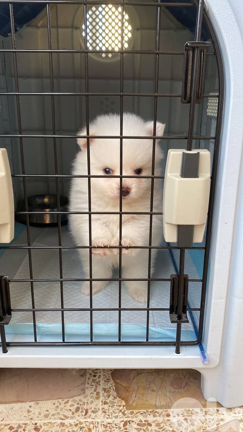 Pomeranian puppy 3 months vaccinated 3