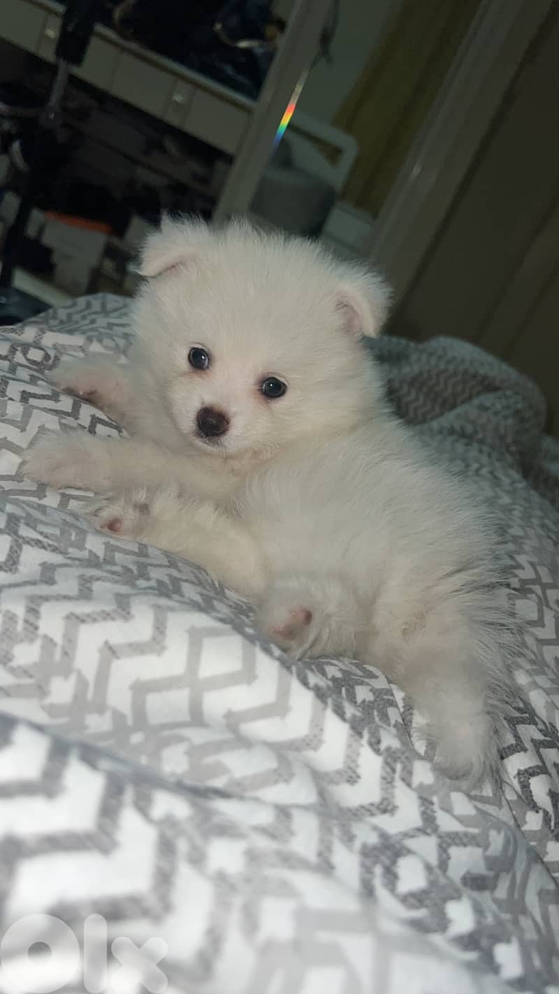 Pomeranian puppy 3 months vaccinated 4