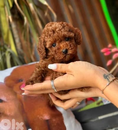 Smallest Toy Poodle puppy available imported Delivery كلب جرو