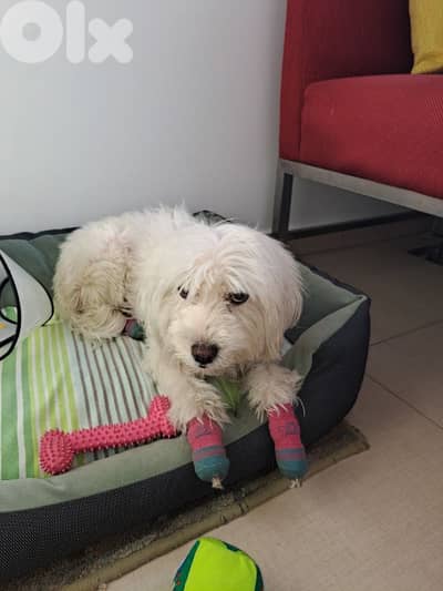 FOR ADOPTION Bichon 2 years old vaccinated