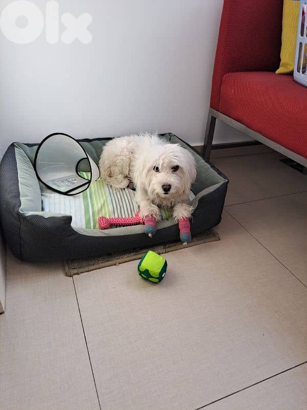FOR ADOPTION Bichon 2 years old vaccinated 1