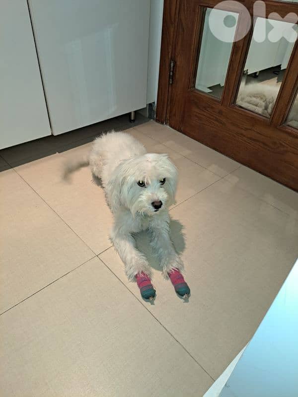 FOR ADOPTION Bichon 2 years old vaccinated 2