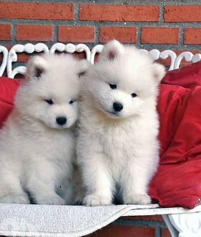 Beautiful Samoyed puppies available!! Pure breed Dog /Delivery/كلب
