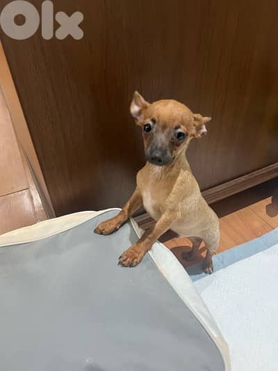 male chihuahua puppy for sale
