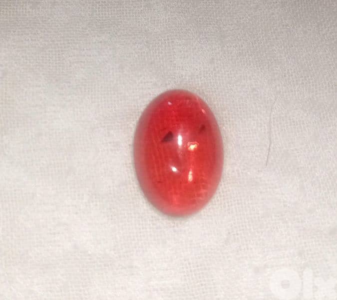 حص من الكهرمان الكنلغرادي البلطيقي 0