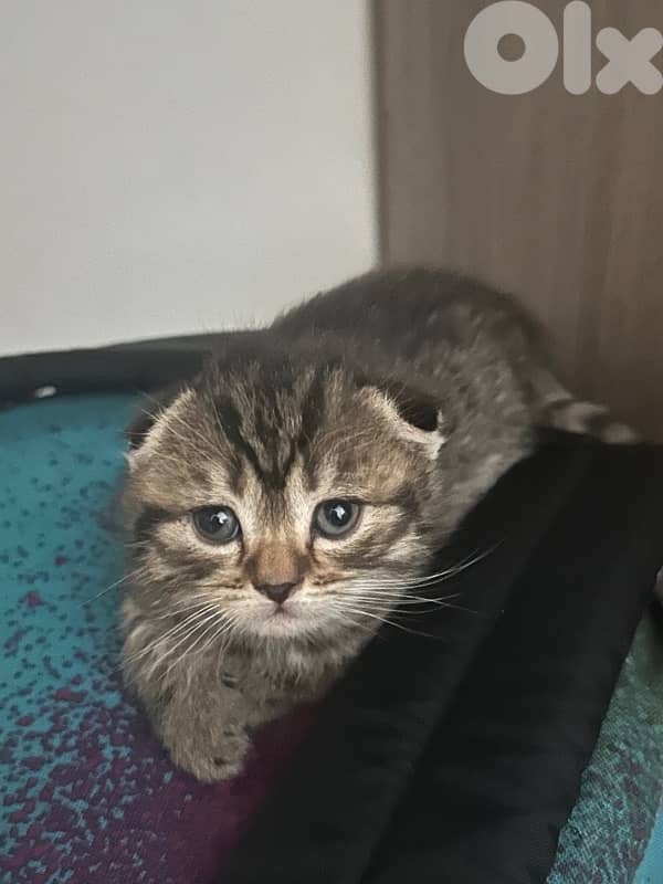Pure Scottish Fold Kittens 1