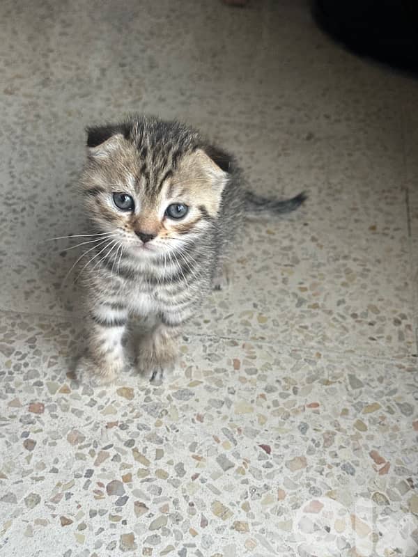 Pure Scottish Fold Kittens 3
