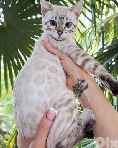 Beautiful Snow Bengal kitten pure breed Cat Delivery قطط