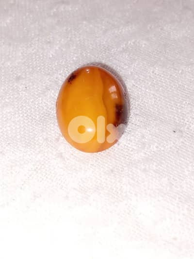 كهرمان مشجر بلطيقي بولوني حر