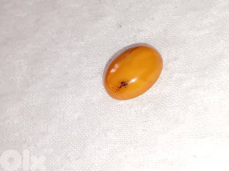 كهرمان مشجر بلطيقي بولوني حر 1