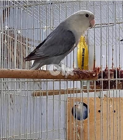 جوز روز أوبلاين  اميات شغالين