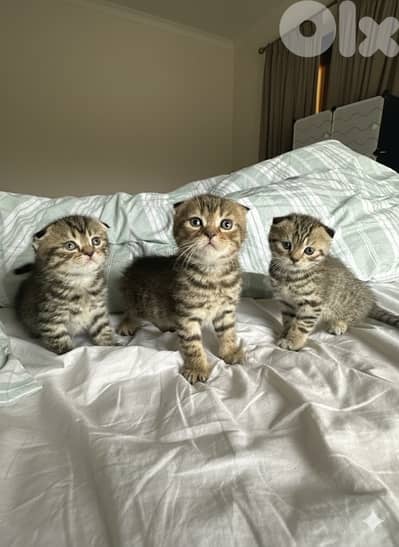 Pure Scottish Fold Kittens