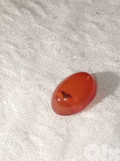 حص كهرمان كلنغرادي بلطيقي حشري