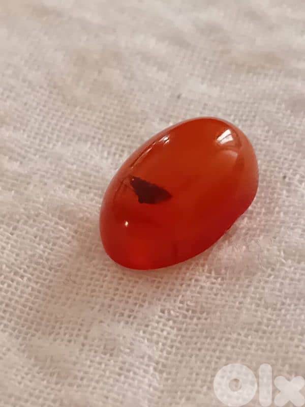 حص كهرمان كلنغرادي بلطيقي حشري 1