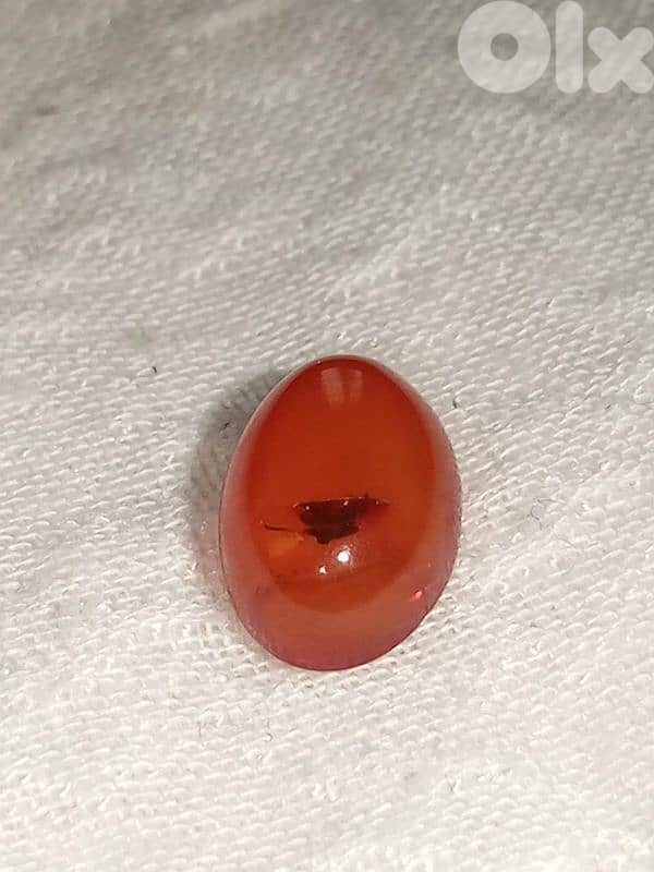 حص كهرمان كلنغرادي بلطيقي حشري 4