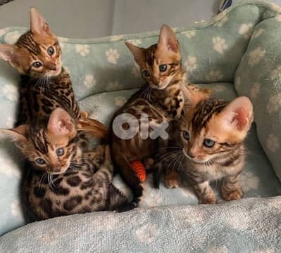 PURE BENGAL KITTENS