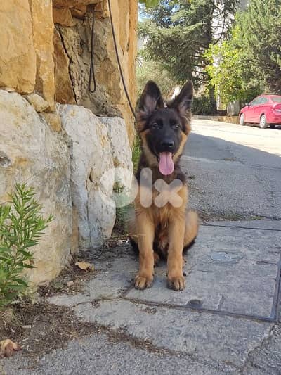 German shepherd male