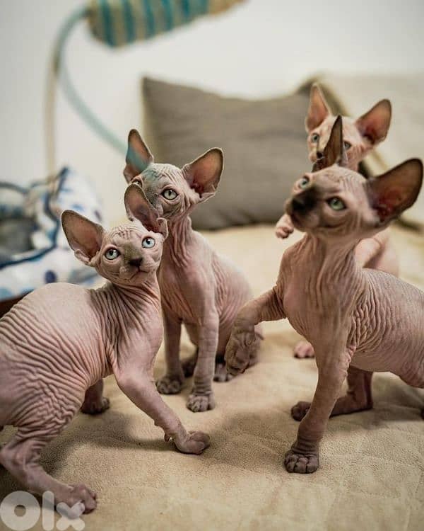 Pure Breed Sphynx Kitten/ in store/ cat قطط 0