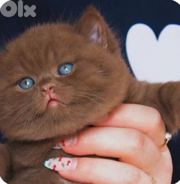 Chocolate Britsh Shorthair kitten 0