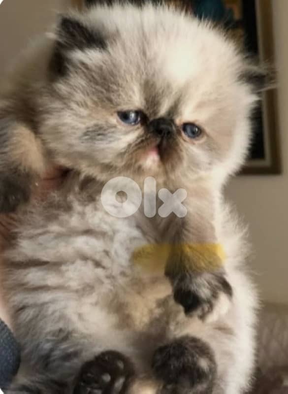 Persian Picky Face kittens 0