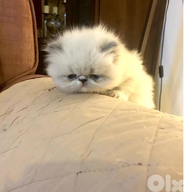 Persian Picky Face kittens 1