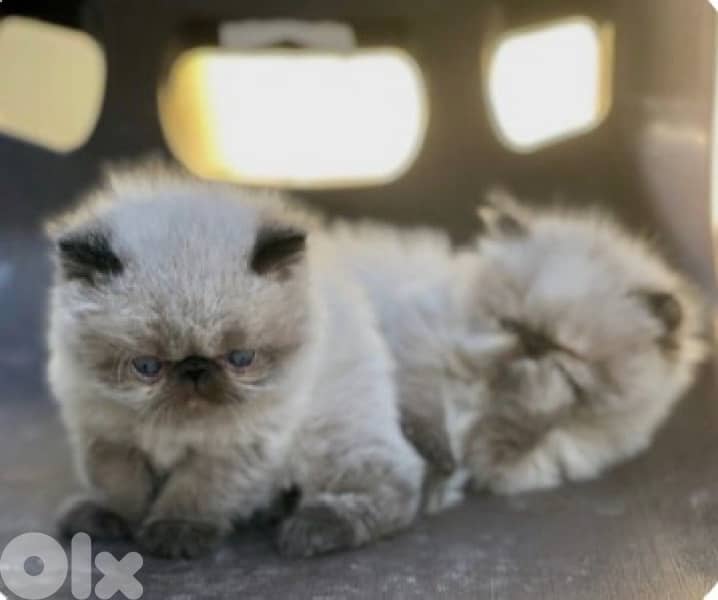 Persian Picky Face kittens 2