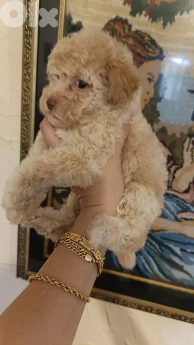 MALTIPOO HIGH QUALITY