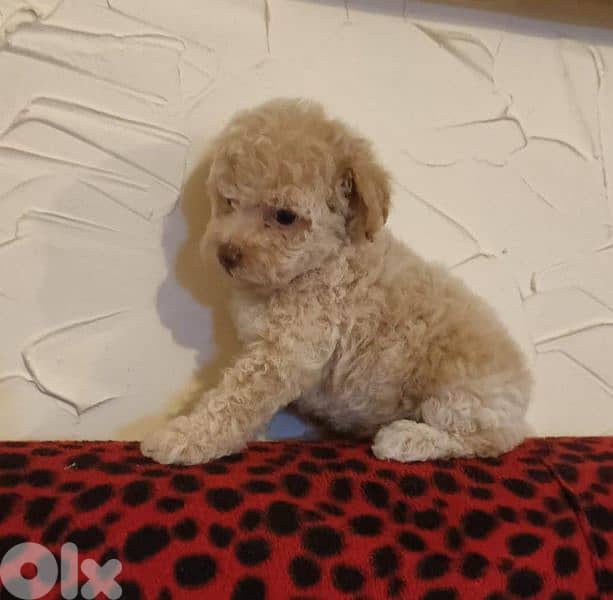 MALTIPOO HIGH QUALITY 1