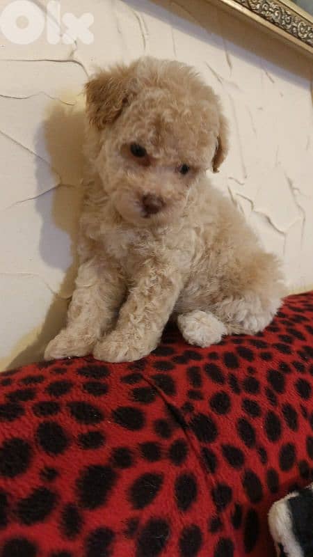 MALTIPOO HIGH QUALITY 2