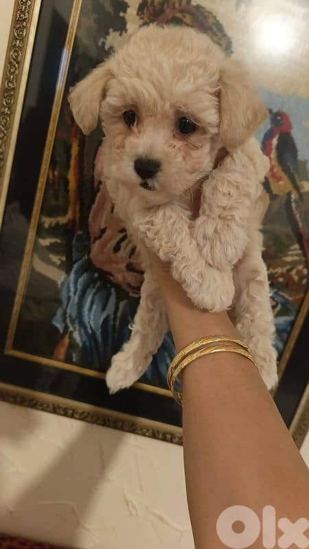 MALTIPOO HIGH QUALITY 3