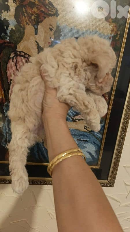 MALTIPOO HIGH QUALITY 5