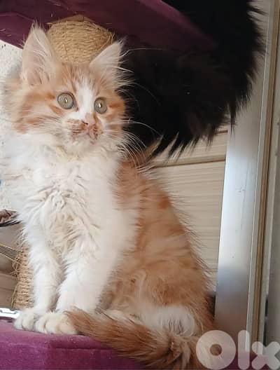 طريق الجديده