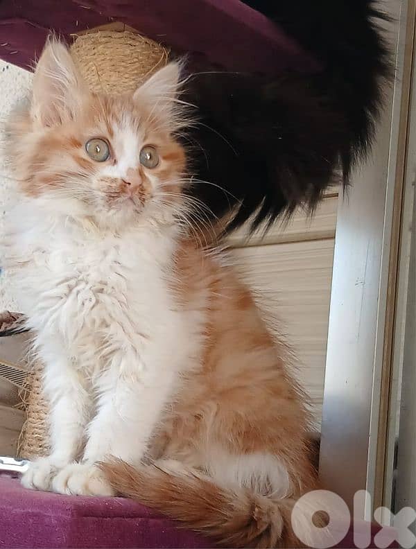 طريق الجديده 0