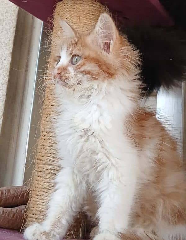 طريق الجديده 1