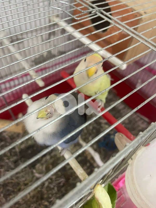 روزات انتايى وذكر مع البيض 1