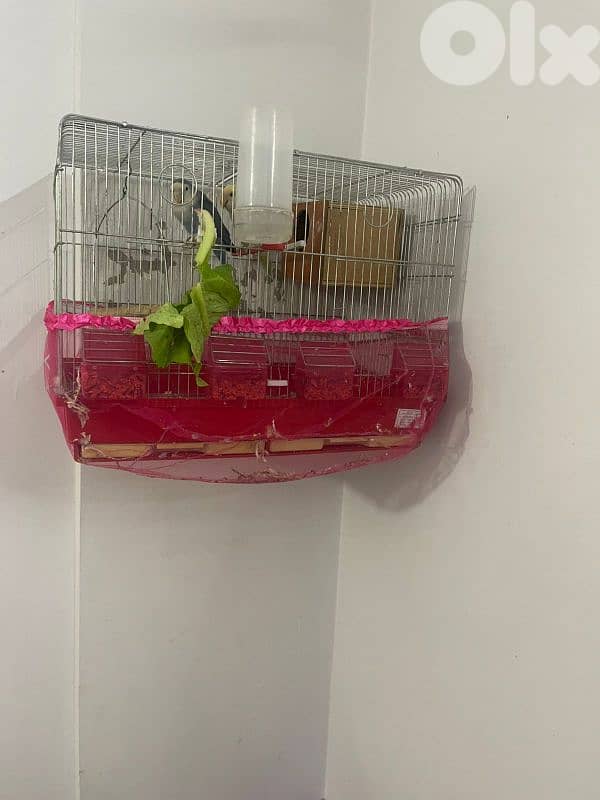 روزات انتايى وذكر مع البيض 2