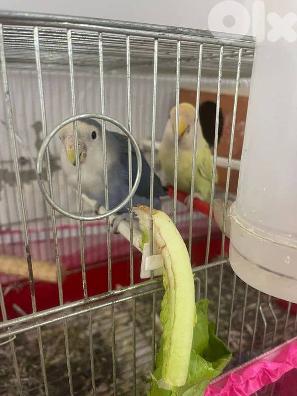 روزات انتايى وذكر مع البيض 3