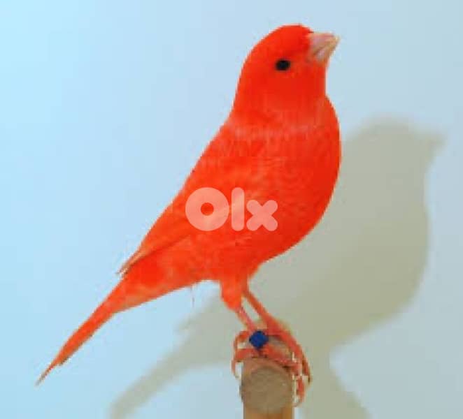 Matloub joz Agathe aw red factor ring 2025 bi sohha ou bi se3r Mnih 1