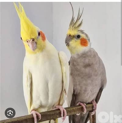 مطلوب جوز كروان