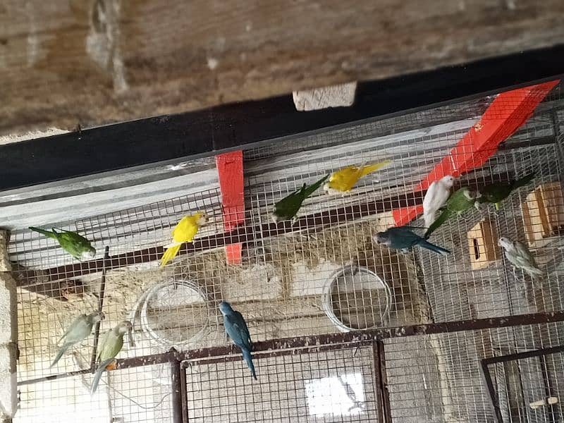 جواز كويكر 0